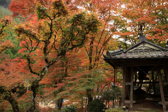 紅葉だより10　桃源山地蔵院_e0048413_1616368.jpg