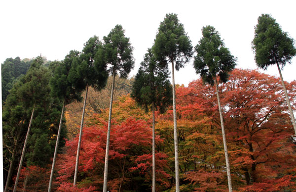 紅葉だより10 桃源山地蔵院_e0048413_16171381.jpg