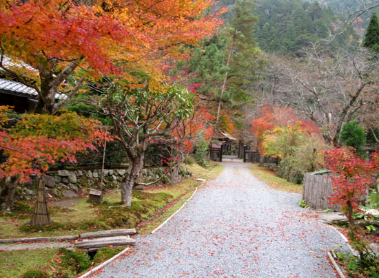 紅葉だより11　大悲山峰定寺_e0048413_170516.jpg