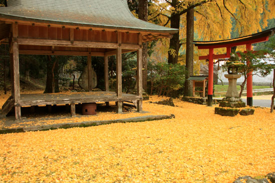 黄葉だより12　落葉神社_e0048413_20424320.jpg