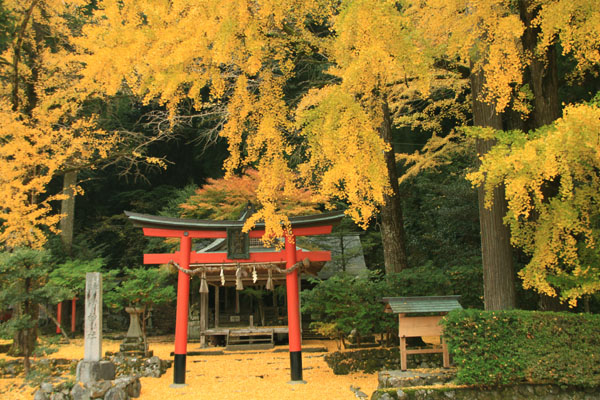 黄葉だより12 落葉神社_e0048413_2042816.jpg