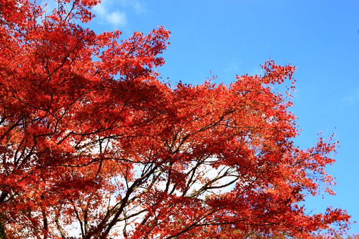 もみじのトンネル～叡山電車～紅葉の鞍馬寺_f0209122_12453522.jpg