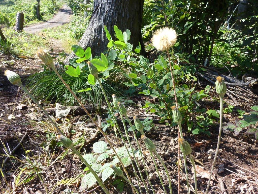 11/12 （木）再び木の実・草の実 ＠ 高尾山_b0298935_22104396.jpg