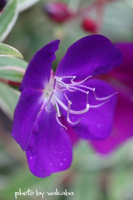 庭の花にマクロレンズを向けました(^^♪_e0052135_22304094.jpg