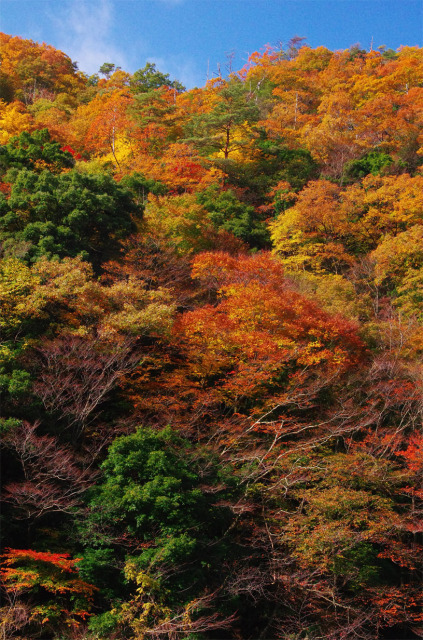 日南町／見上げる紅葉_f0227938_09563645.jpg