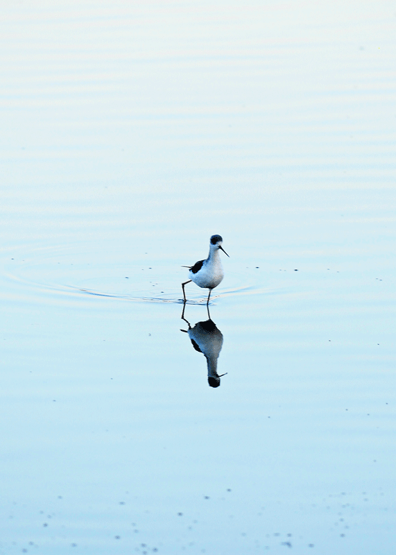 d0290240_08431922.gif
