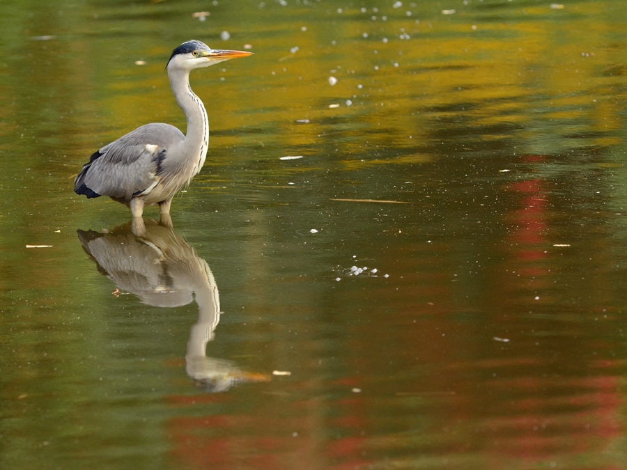 アオサギ（蒼鷺）/Grey heron_b0309841_22583871.jpg