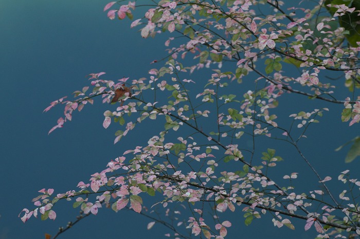友禅模様 花回廊 金沢 友禅模様 花回廊 金沢