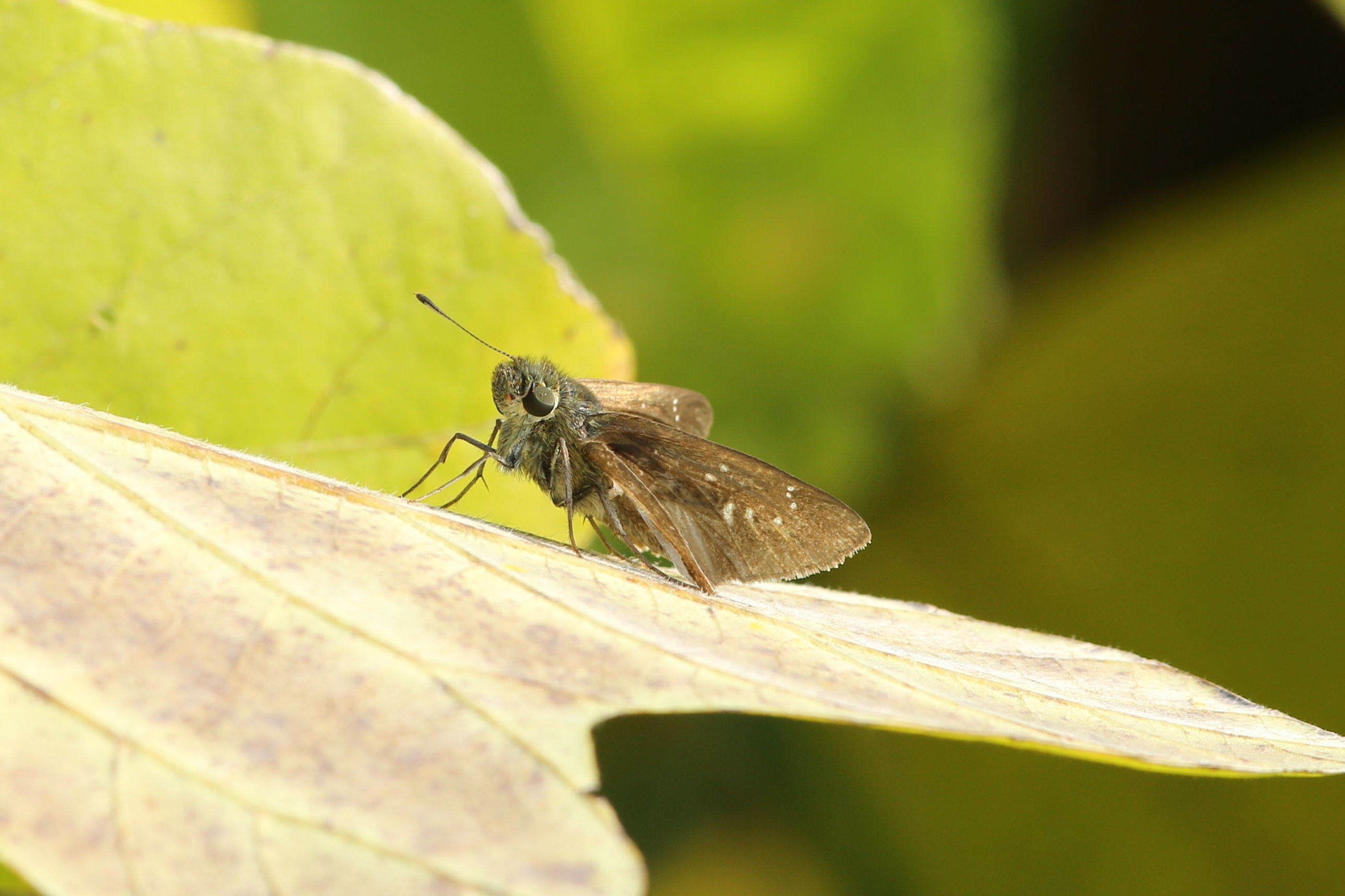 ヒメアカタテハの蛹を発見！（千葉県松戸市、20151107,1114）_f0345350_20404422.jpg