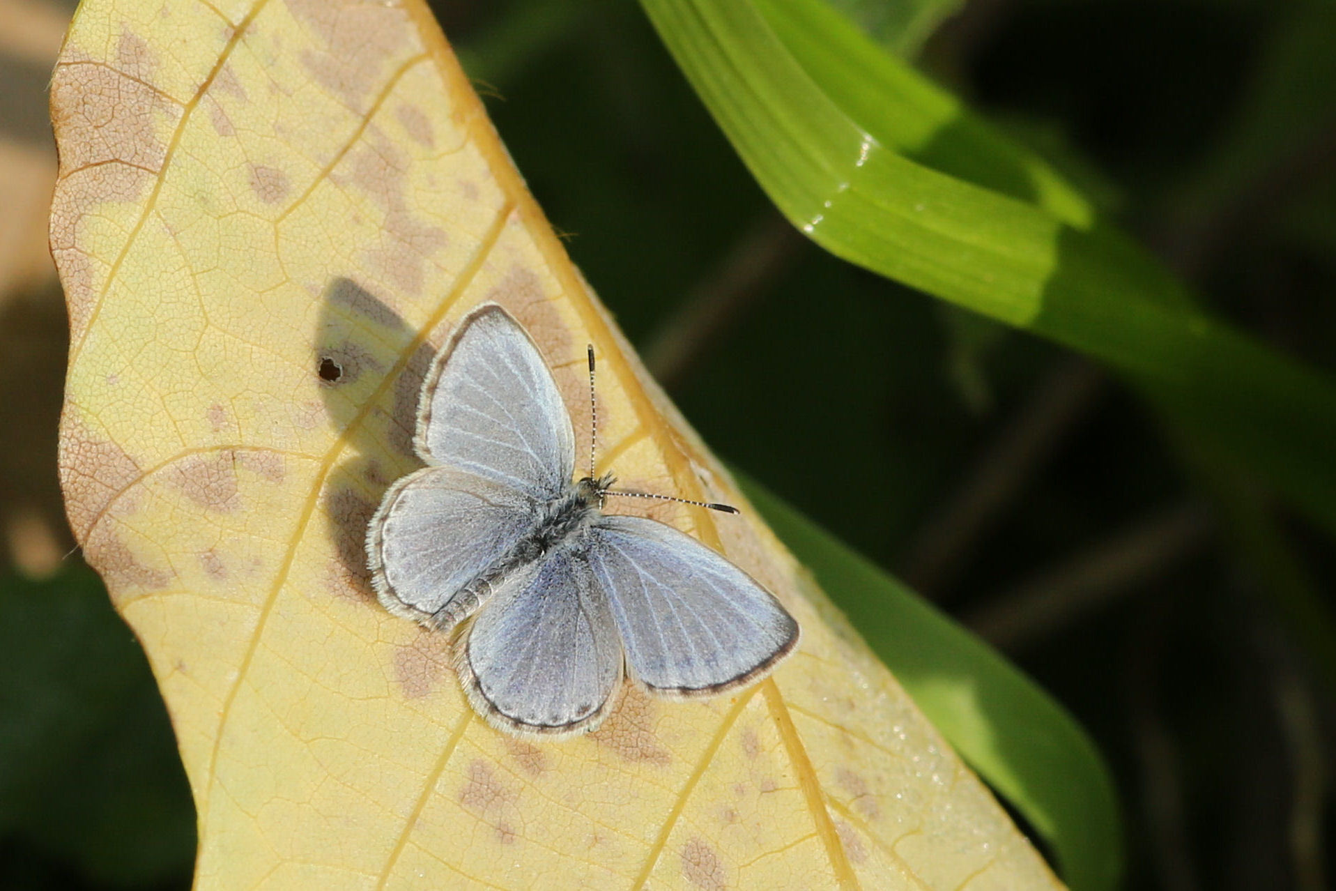 ヒメアカタテハの蛹を発見！（千葉県松戸市、20151107,1114）_f0345350_20405143.jpg