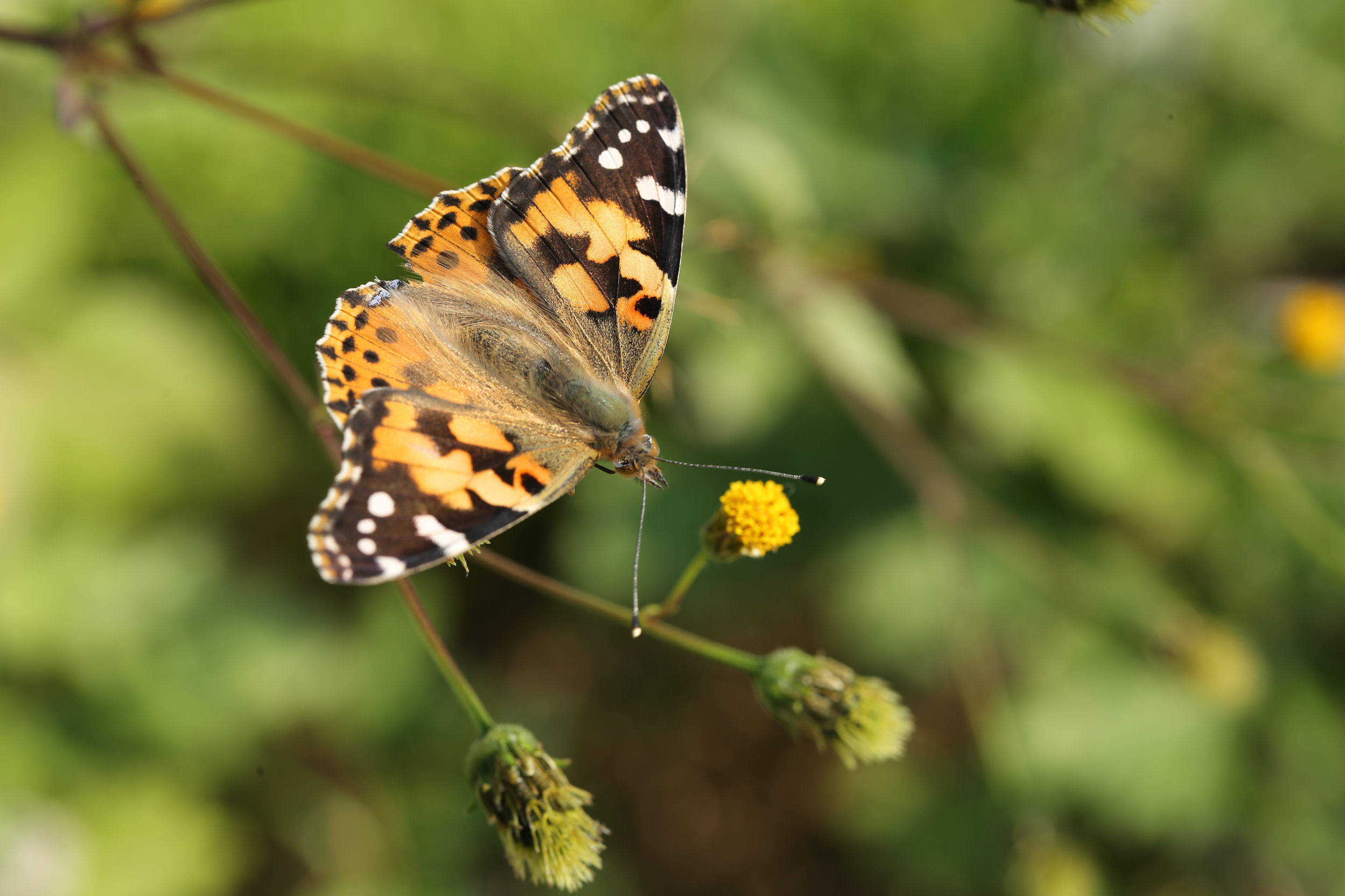 ヒメアカタテハの蛹を発見！（千葉県松戸市、20151107,1114）_f0345350_20415746.jpg