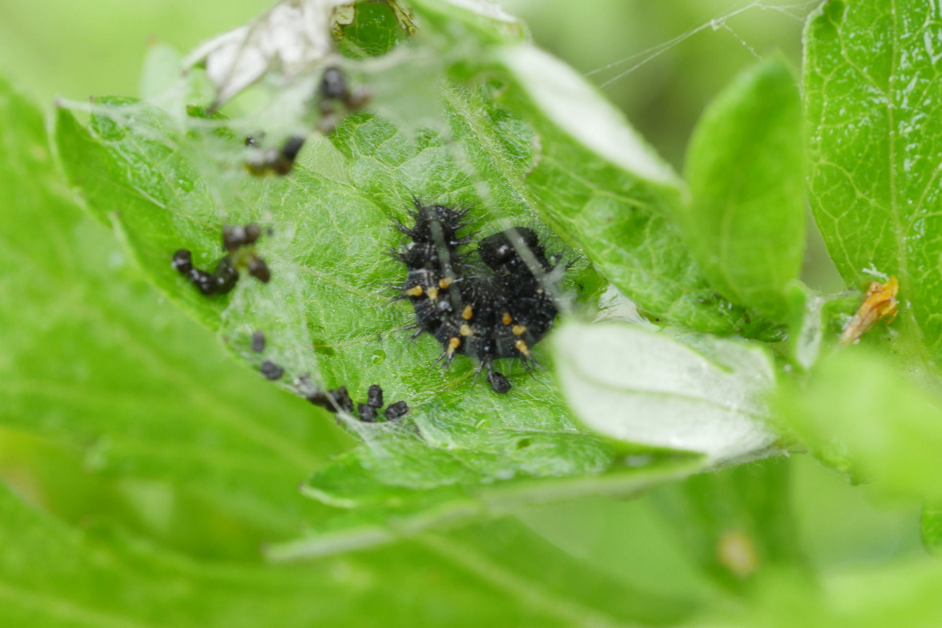 ヒメアカタテハの蛹を発見！（千葉県松戸市、20151107,1114）_f0345350_20432545.jpg