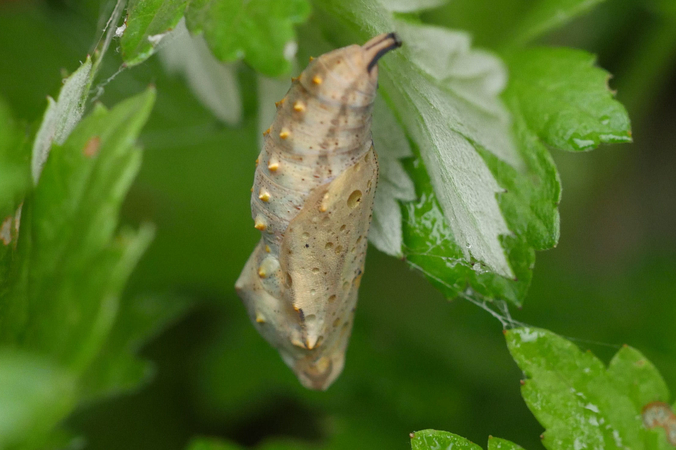 ヒメアカタテハの蛹を発見！（千葉県松戸市、20151107,1114）_f0345350_20454005.jpg