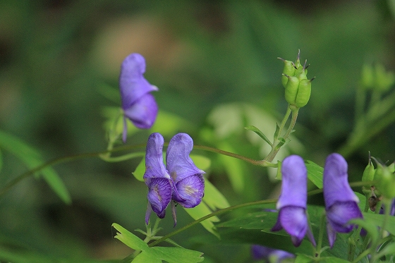 トリカブト　（10月の六甲高山植物園の花たち）_d0029353_21302776.jpg