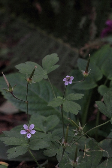 ゲンノショウコの花と種　＜薬草＞　(10月の六甲高山植物園の花たち)_d0029353_22465115.jpg