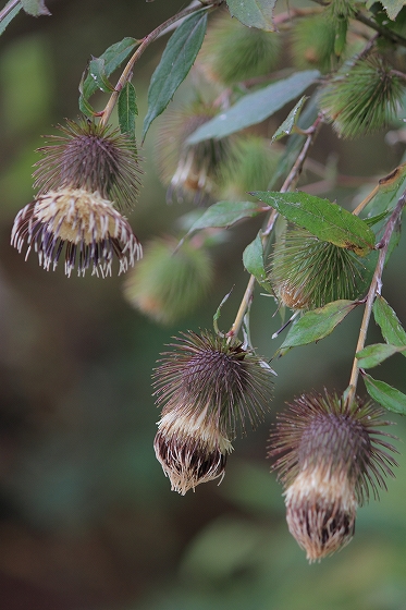 キクバヤマボクチ　(10月の六甲高山植物園の花たち)_d0029353_22545492.jpg