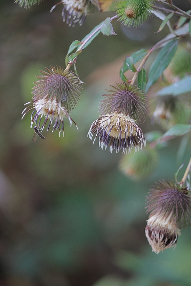 キクバヤマボクチ　(10月の六甲高山植物園の花たち)_d0029353_22545928.jpg