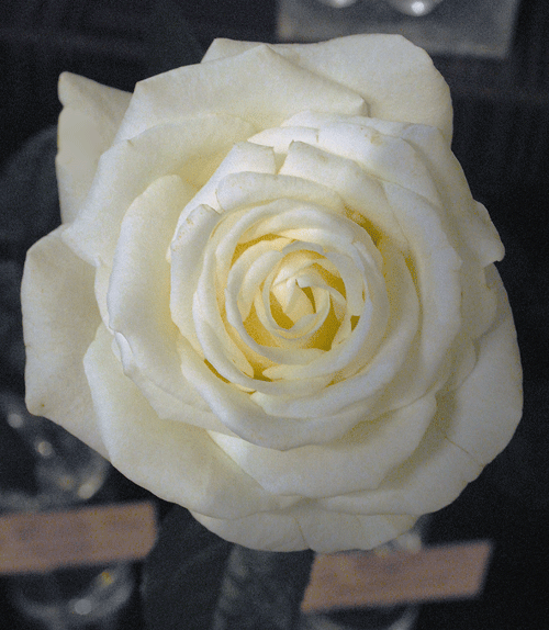 a0001354_20112596.gif