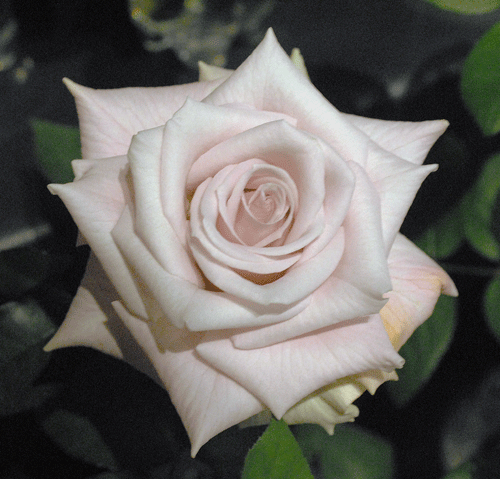 a0001354_20132442.gif
