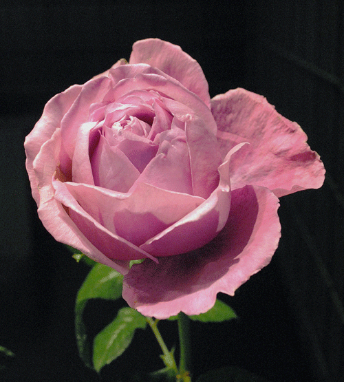 a0001354_2014324.gif