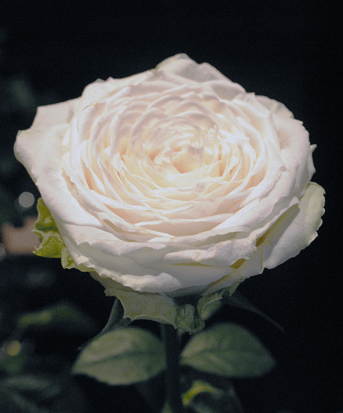 a0001354_2016454.gif