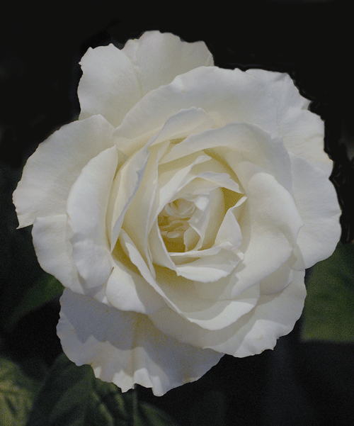 a0001354_2094551.gif