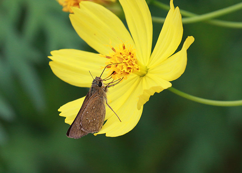 花とチョウ　在庫編_d0146854_10341026.jpg