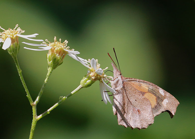 花とチョウ　在庫編_d0146854_10435518.jpg