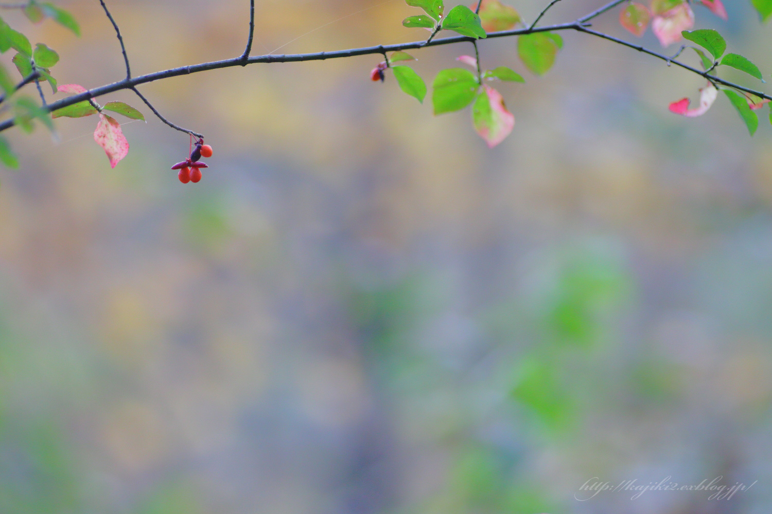 岡山県立森林公園　2015 秋 ⑬_a0184859_21193173.jpg