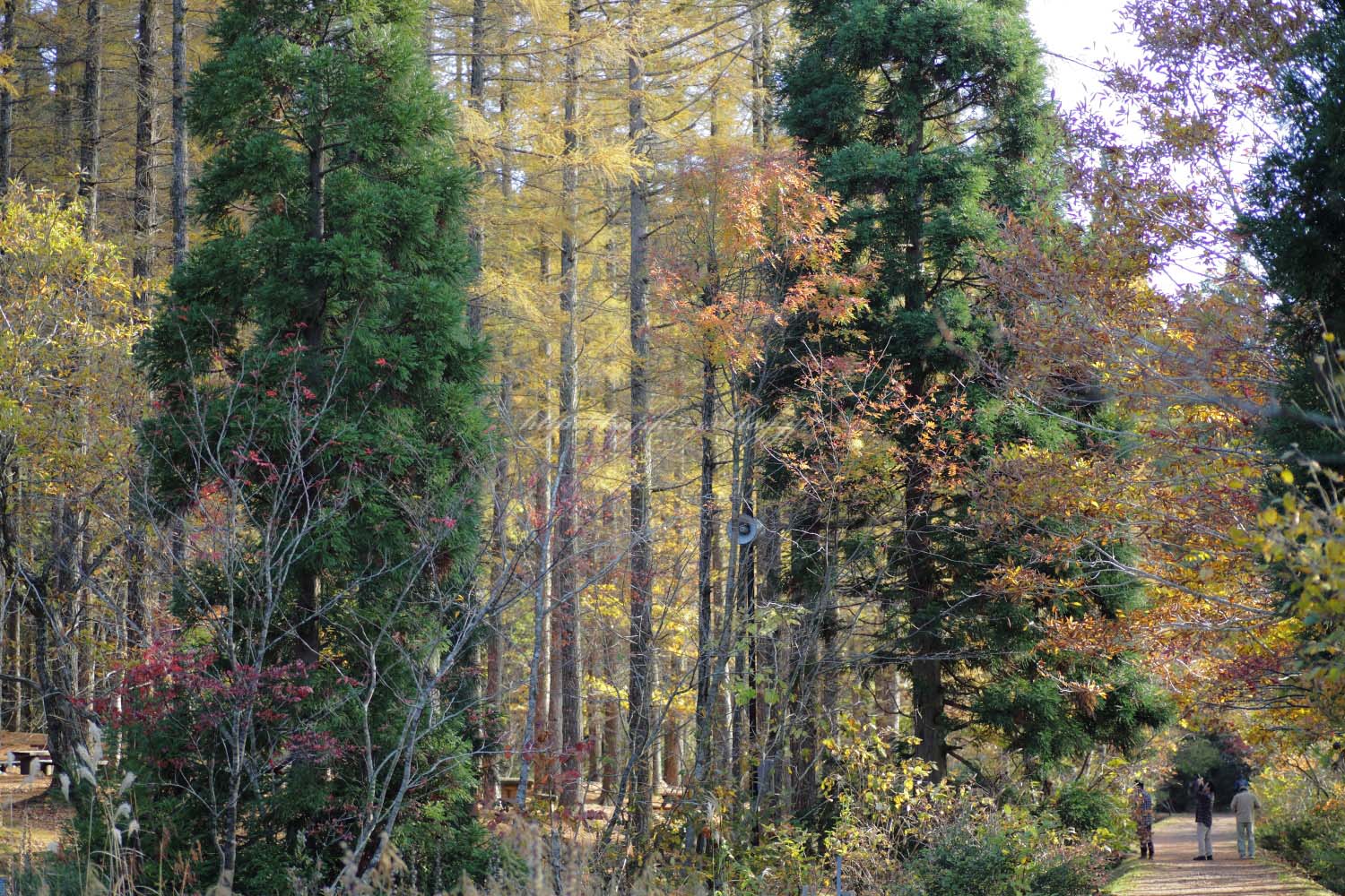 岡山県立森林公園　2015 秋 ⑬_a0184859_21194374.jpg