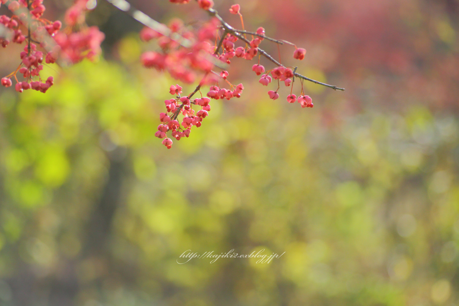 岡山県立森林公園　2015 秋 ⑬_a0184859_2120357.jpg