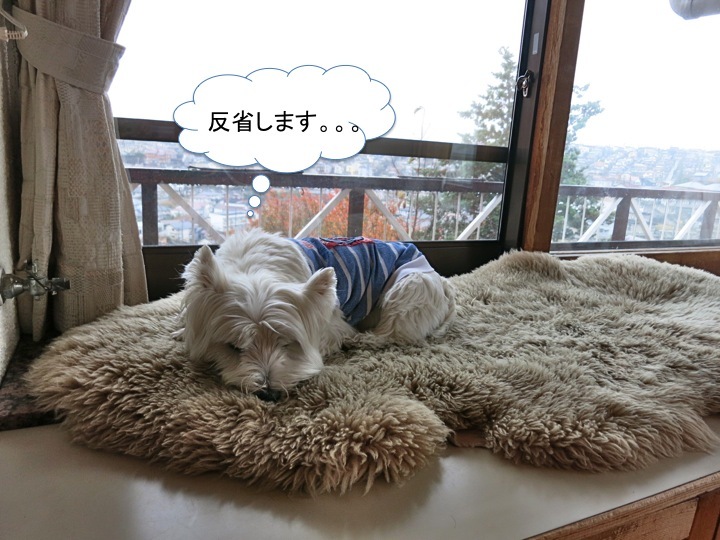 今朝の洗面所はたいへんな事に!_c0260460_13232699.jpg