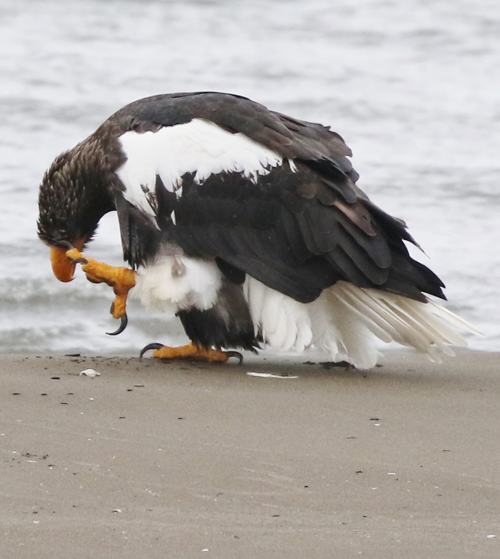 海岸のオオワシ_a0152663_17103.jpg