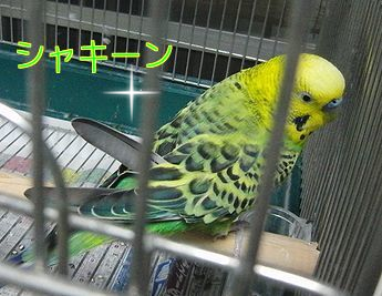 f0196665_938128.png