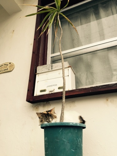 Nap in a flowerpot._c0153966_19583558.jpg