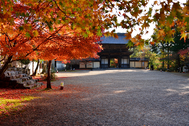 高尾山　神護寺　紅葉_c0317868_15421660.jpg