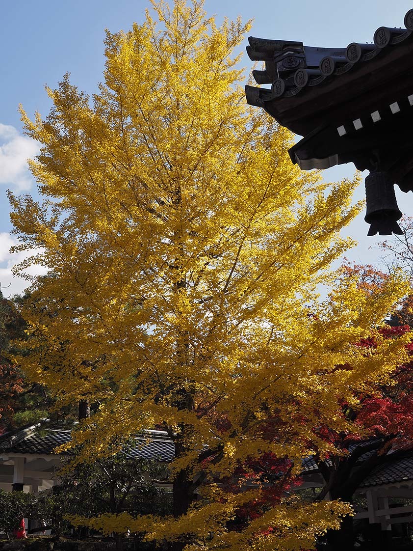 京都　紅葉_a0110584_07150412.jpg