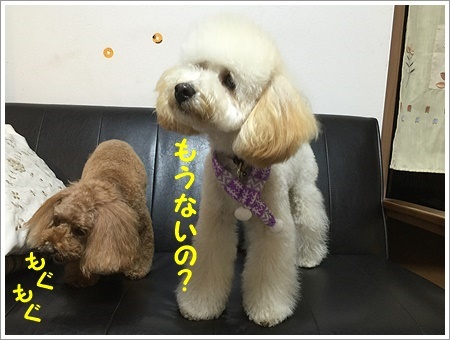 トリミングで可愛らしく、スッキリお顔で帰ってきました_b0175688_01213995.jpg