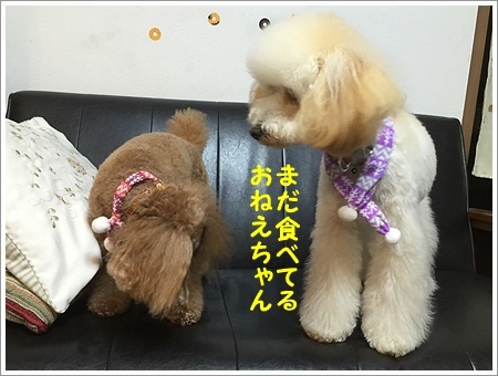 トリミングで可愛らしく、スッキリお顔で帰ってきました_b0175688_01214485.jpg