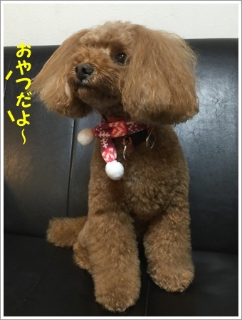 トリミングで可愛らしく、スッキリお顔で帰ってきました_b0175688_01215327.jpg