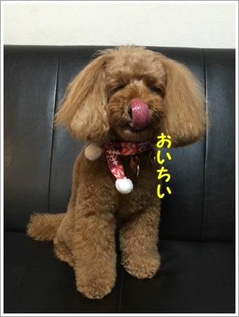 トリミングで可愛らしく、スッキリお顔で帰ってきました_b0175688_01255480.jpg