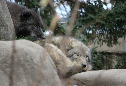 わぁーっ！が出っぱなし　旭山動物園_f0297893_18344231.jpg