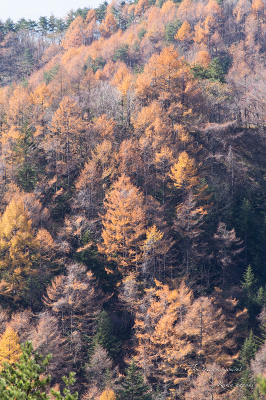 11/6 天女平から富士の絶景〜原村へ_c0137403_16224712.jpg