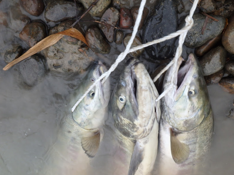 手取川の鮭釣り 第3の釣り 手取川の鮭釣り 第3の釣り