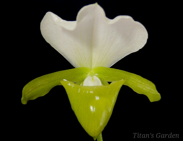 Paphiopedilum charlesworthii forma. album : Ｔｉｔａｎ'ｓ Ｇａｒｄｅｎ