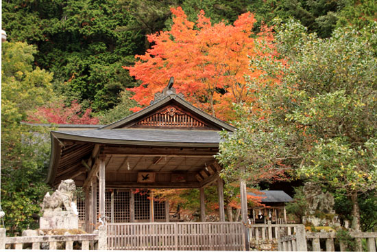 紅葉だより13　熊野神社と茅葺きの里_e0048413_18114640.jpg