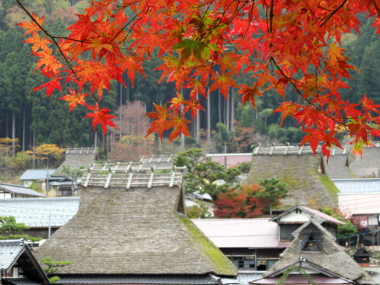 紅葉だより13　熊野神社と茅葺きの里_e0048413_18123668.jpg