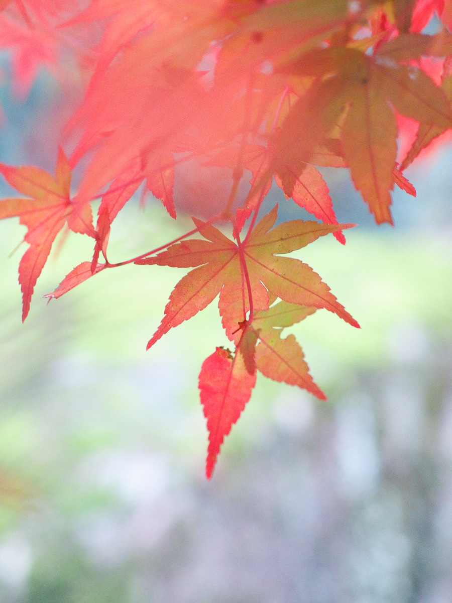 11月8日　小雨ぱらつく午後の豪渓　（コンデジ）_c0021726_22213753.jpg