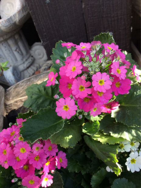 ジュリアンとポリアンの違い ルーシュの花仕事