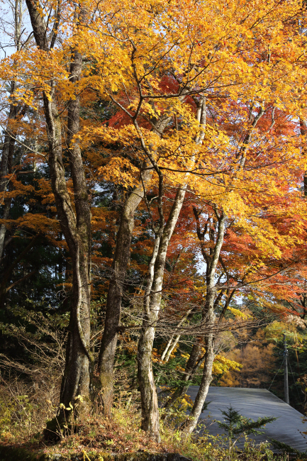 軽井沢を歩く－２　_f0017530_21465410.jpg